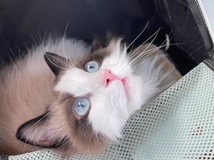 -翊宠yipet猫狗购宠庄园犬舍•猫舍