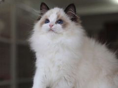 -喵zoo家庭繁育猫舍(尖东智能花园店)