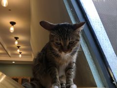 -滚猫咖啡·猫咖·猫友好撸猫(未来城店)