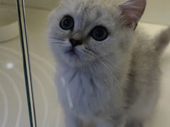 -小猫来了·猫舍(红山六九七九店)