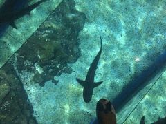 -暹罗海洋世界