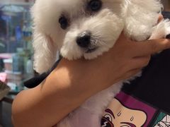 -FAELING PETS美天灵宠物(富力广场店)