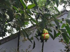 -青羊宫