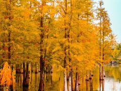 -白鹭湾湿地公园