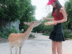 -清迈夜间动物园