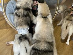 -Husky Go! 哈士奇体验馆·宠物咖啡厅狗咖