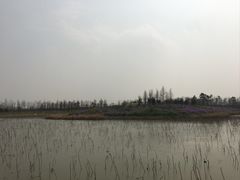 -上海长兴岛郊野公园