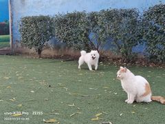 -宠物寄养训练学校