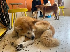 -喜柴咖啡·柴犬狗咖