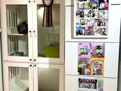 -青奢宠物·青奢猫舍