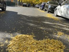 -三里屯东五街银杏大道