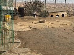 -河北村民俗体验园