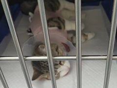 -中农国际动物医院24小时·猫科·骨科·急重症中心