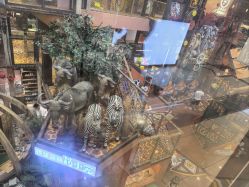 -卡通尼·Safari非洲探索乐园·生日会(金桥国际商业广场店)