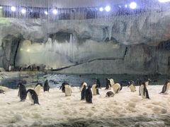 -帝企鹅自助餐厅•儿童岛•真企鹅(长隆企鹅酒店)