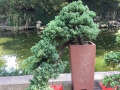 -秋霞圃