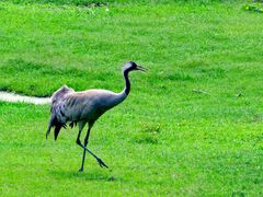 -北京麋鹿生态实验中心