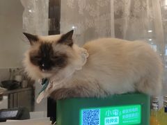 -共舞时光猫咖·狗咖(新街口店)