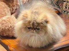 -宠福鑫康馨动物医院·骨科·眼科