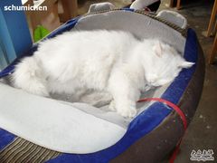 -Babycat私家御饼屋(龙头路一店)