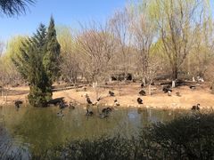 -长白岛森林公园