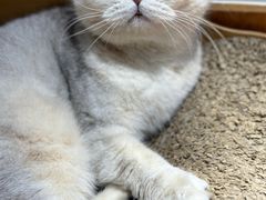 -有猫主题·治愈系猫咖(曾厝垵店)