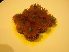 擂椒海葵花-万豪中餐厅·粤菜·北京粤财JW万豪酒店