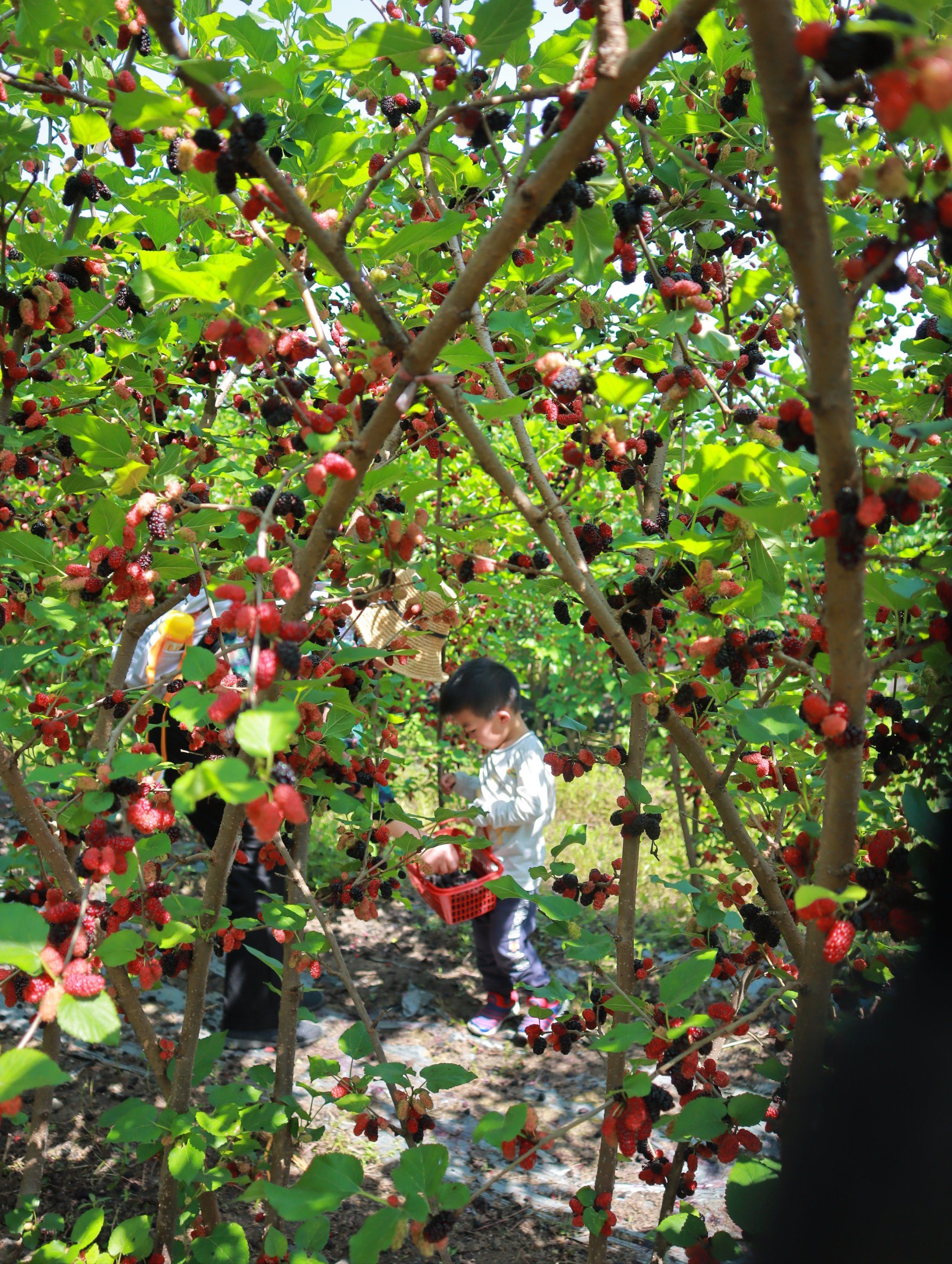 万顷沙居然还有这么宝藏的采摘园