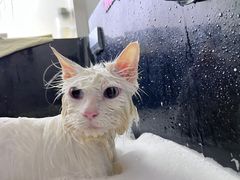 -佳雯宠物医院(金华南路分院)