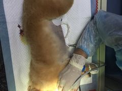 -佳怡动物医院·平价24小时·猫专科骨外科