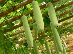 -中国天府农业博览园