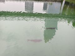 -桐乡凤凰湖
