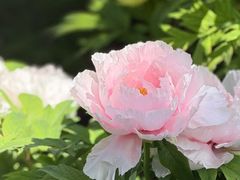 -木兰云雾山
