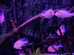 -上海海洋水族馆