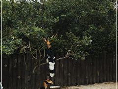 -上海野生动物园