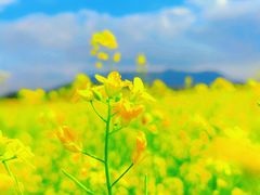 -光明小镇欢乐田园