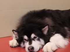 -和它·交个朋友·狗咖猫咖(爱琴海店)