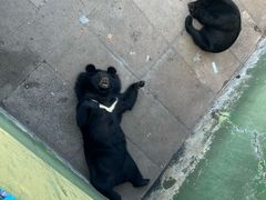 -西霞口神雕山野生动物世界