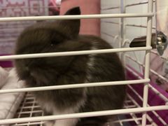 -钓仓鼠(洋桥北里小区店)