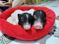 -RU DUCK柯尔鸭公社·撸鸭俱乐部·羊驼·小香猪