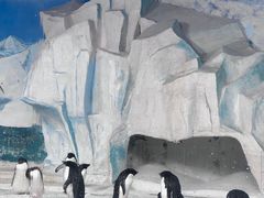 -海合安天津极地海洋公园