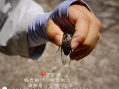 -青龙山国家森林公园
