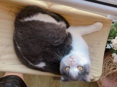 -MOYOYO猫咪咖啡店