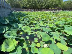 -大望京公园