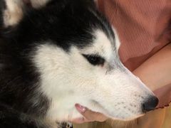 -Husky Go! 哈士奇体验馆·宠物咖啡厅狗咖