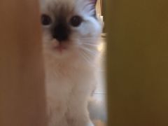 -Bastet sally猫舍购宠(静安店)