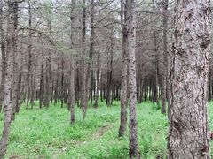 -乌兰布统草原