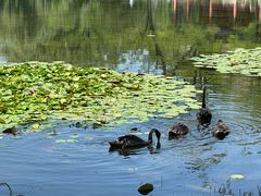 -东来顺铜锅炭火涮肉(上地华联店)