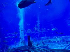 -亚特兰蒂斯•OSSIANO奥西亚诺海底餐厅