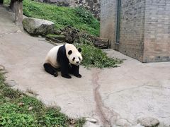 -都江堰中华大熊猫苑